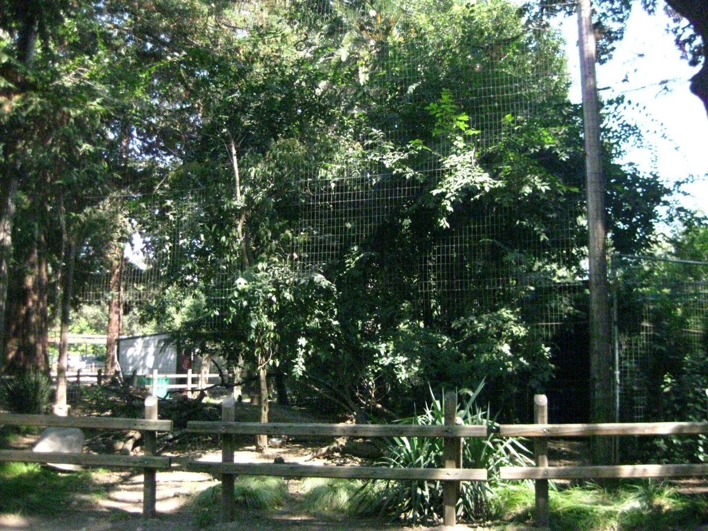 Abyssinian Ground Hornbill Exhibit