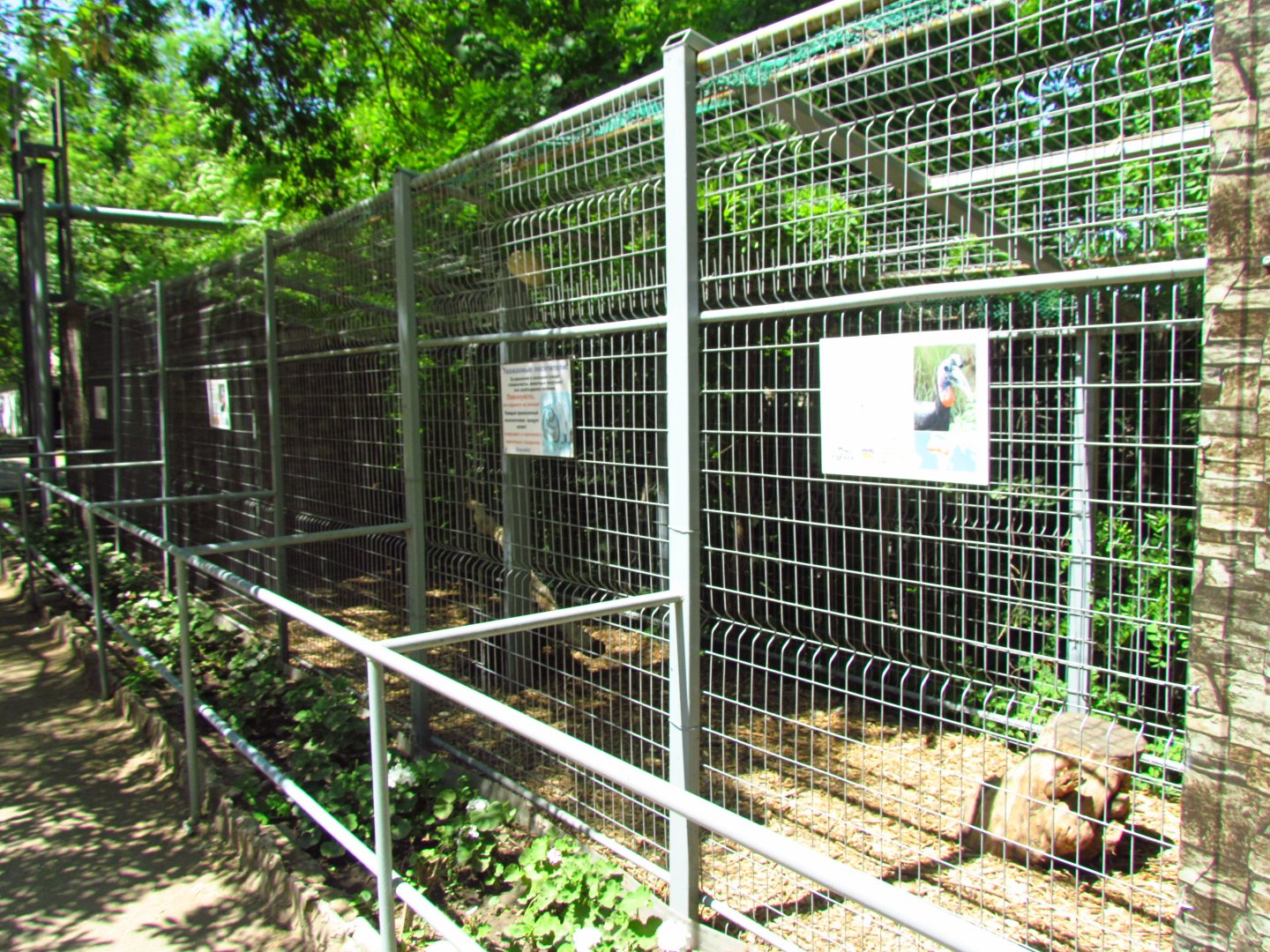 Abyssinian ground hornbill exhibit