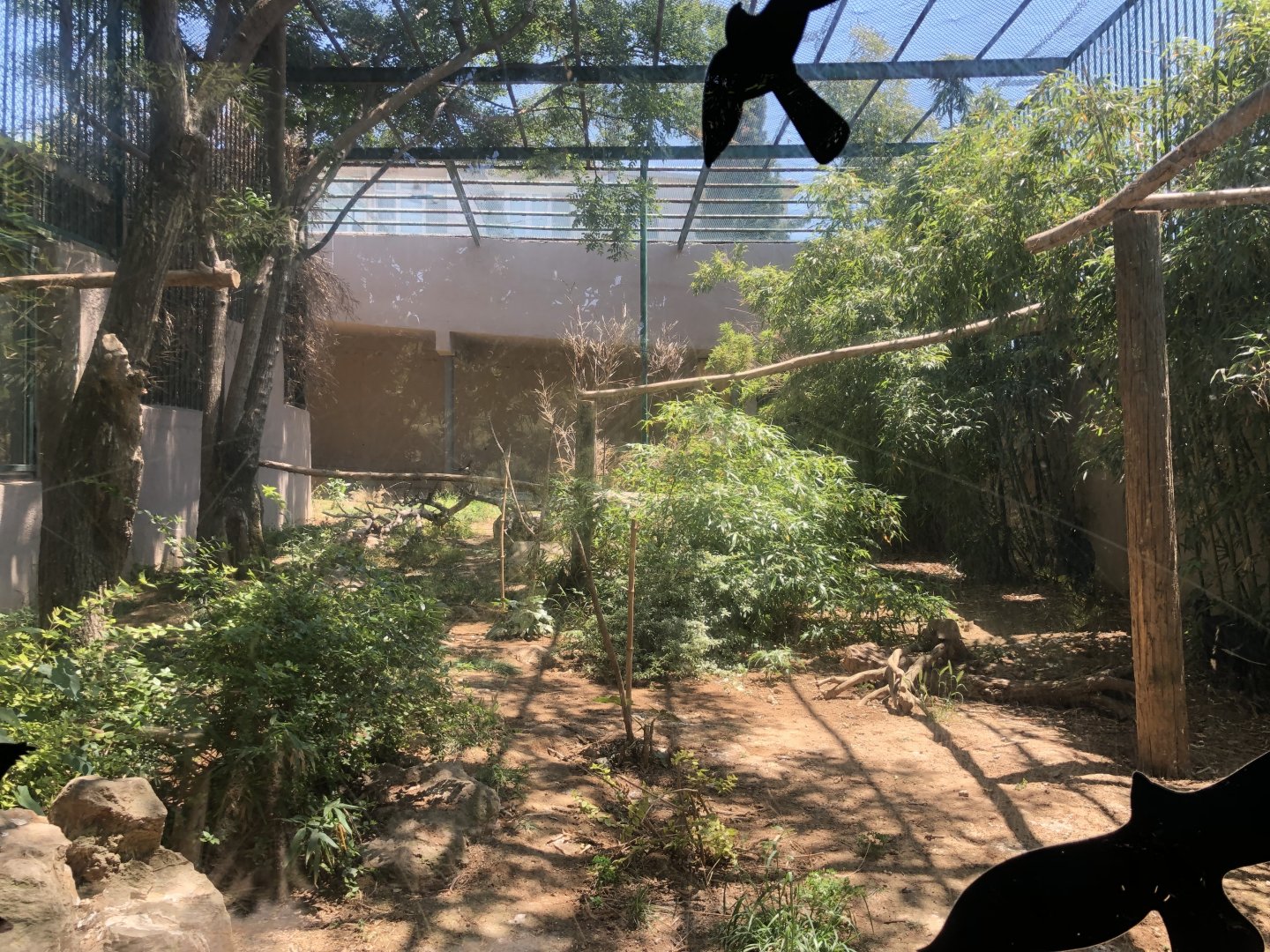 Abyssinian ground hornbill exhibit