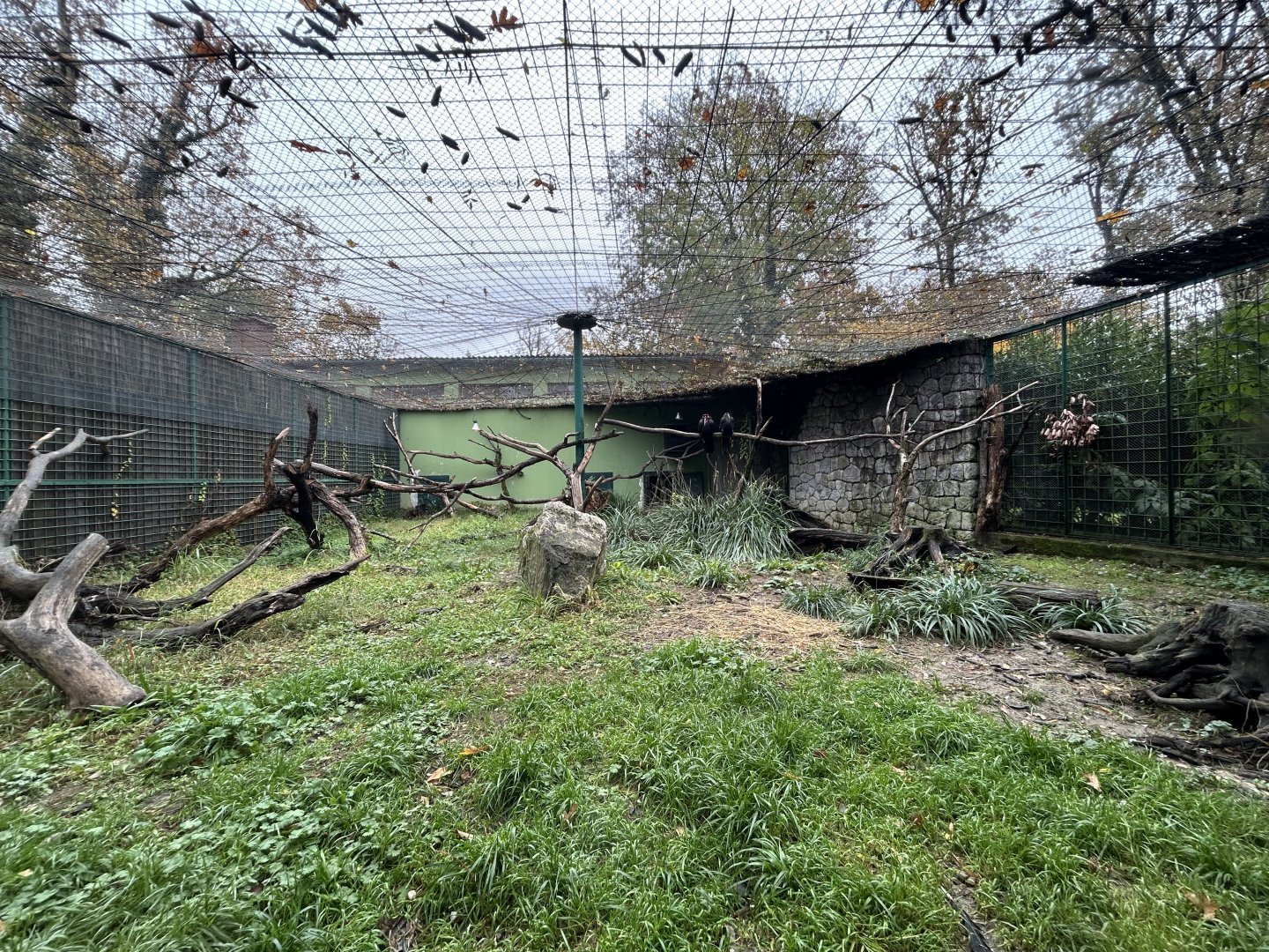 Abyssinian Ground Hornbill Exhibit