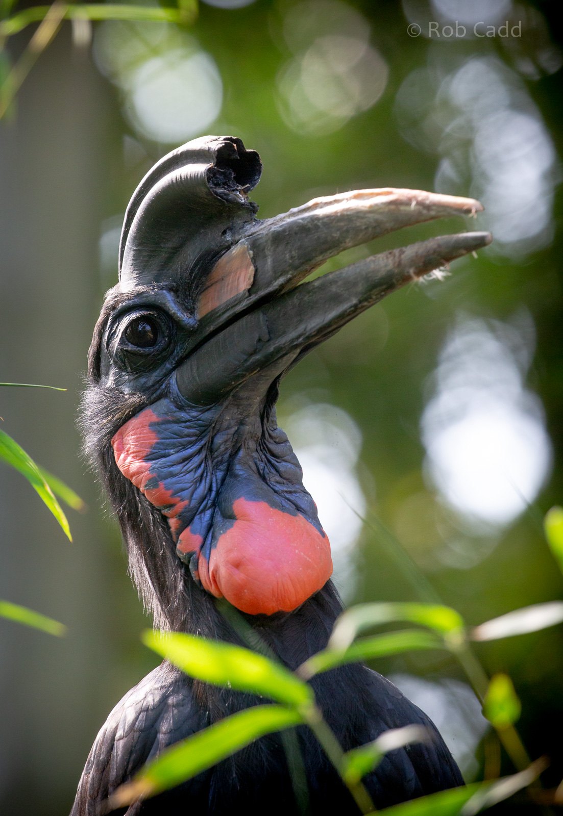 Abyssinian ground-hornbill : Exmoor Zoo : 16 Sep 2020