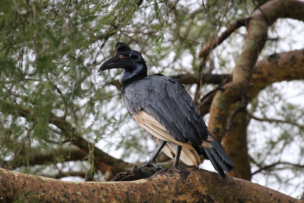 Abyssinian Ground Hornbill female
