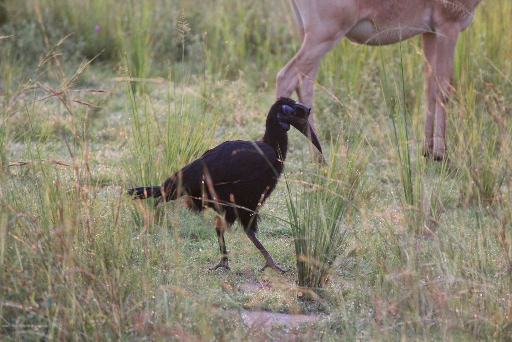 Abyssinian Ground Hornbill female