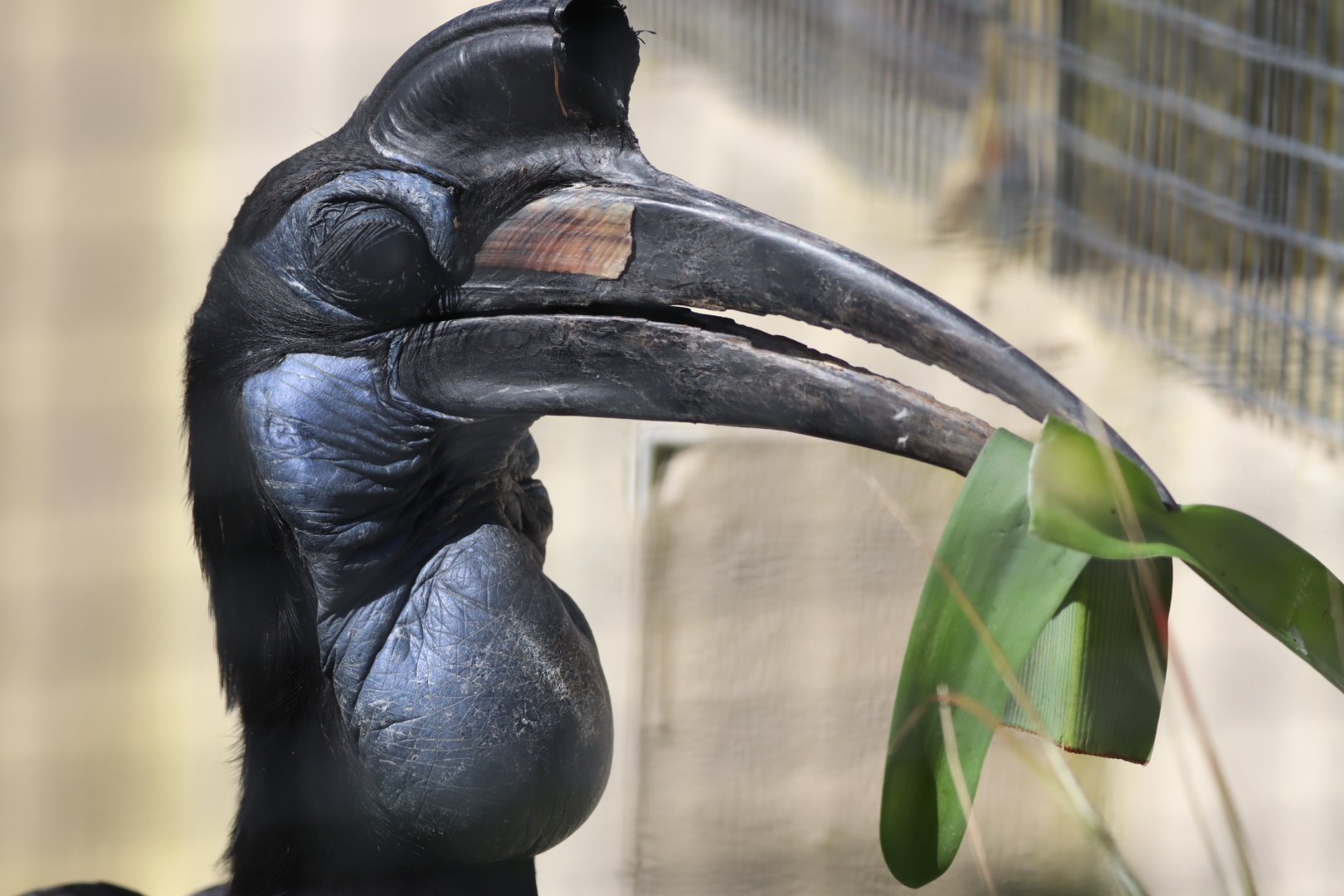 Abyssinian Ground Hornbill, female