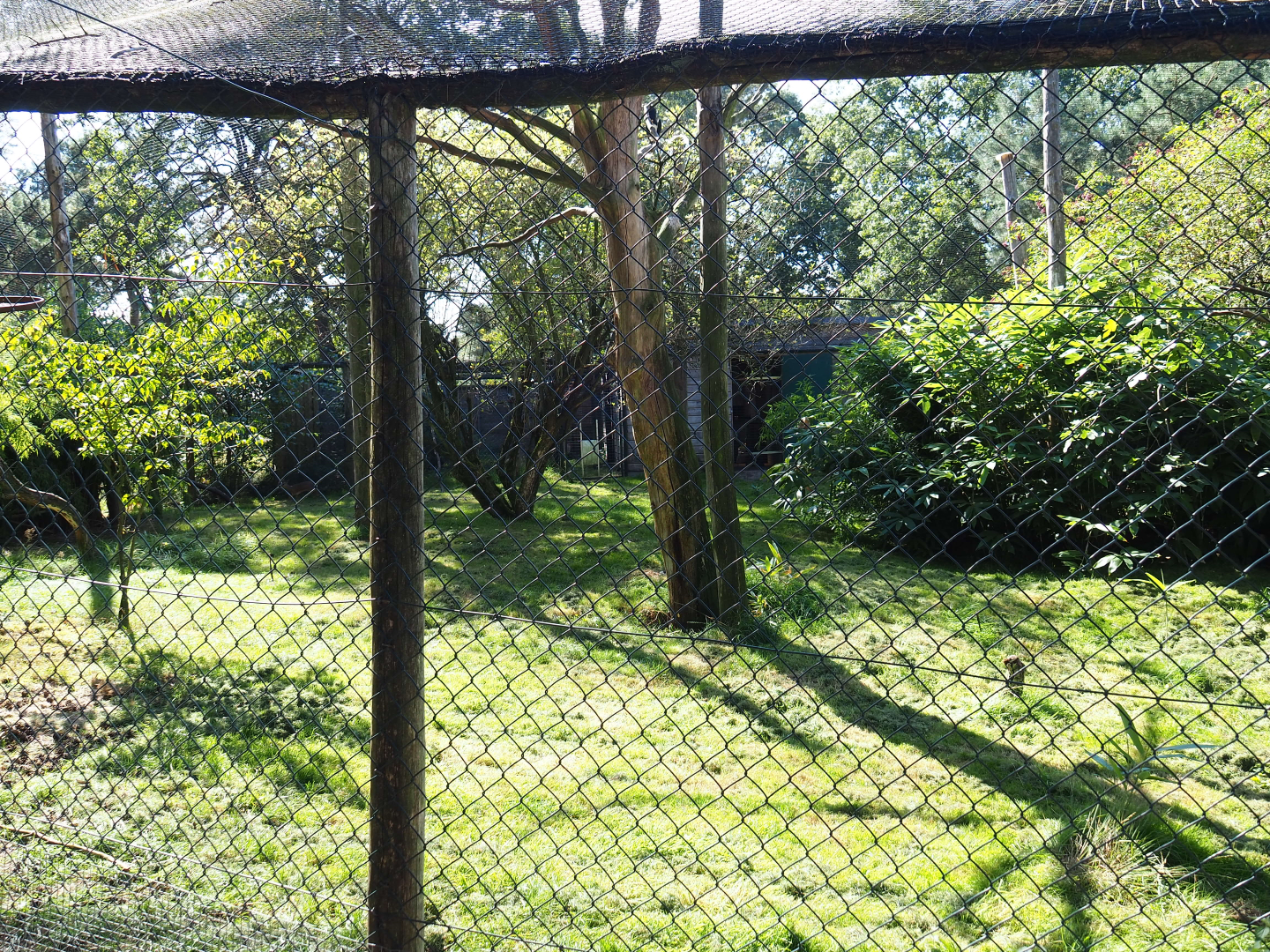 Abyssinian ground hornbill, Kirk's dik-dik and Trumpeter hornbill aviary, 2019-09-15