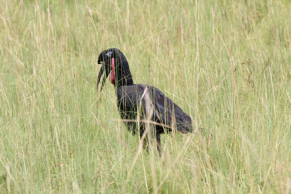 Abyssinian Ground Hornbill male