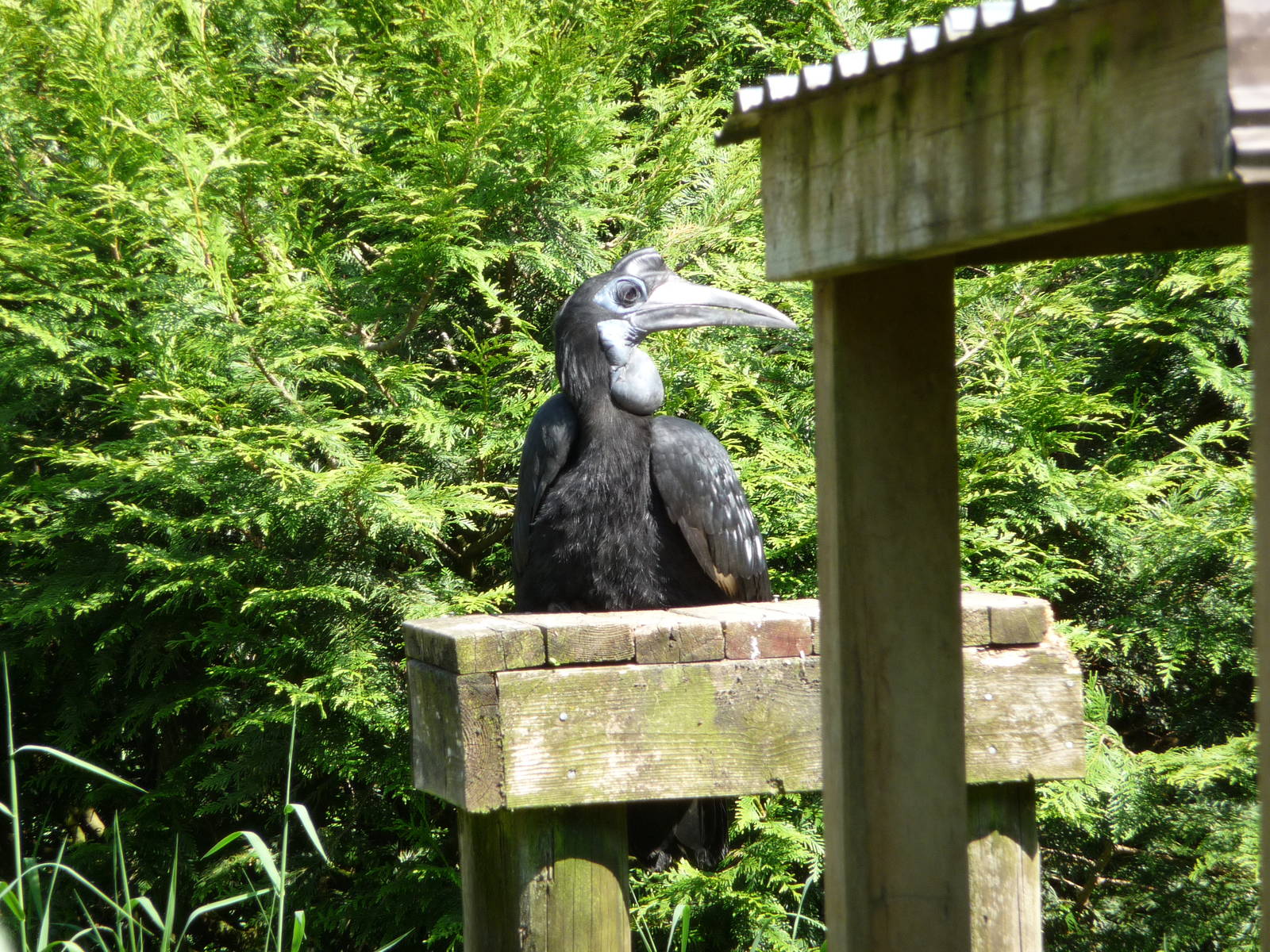 Abyssinian Ground Hornbill - Mountain View Centre