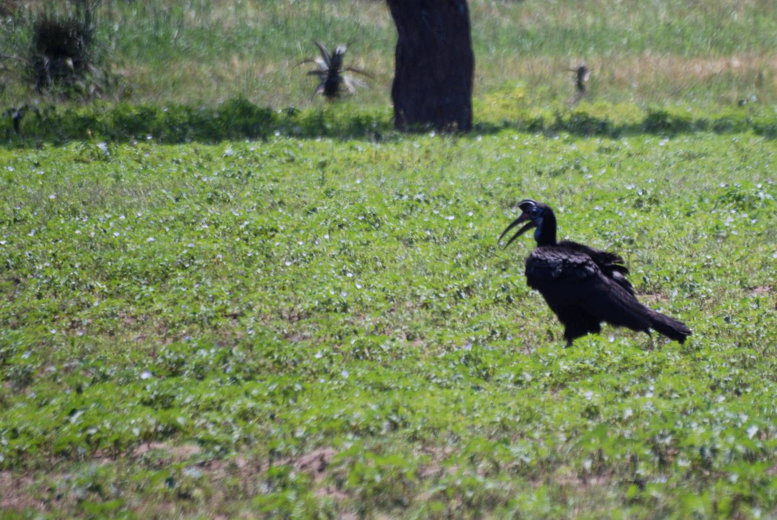 Abyssinian Ground Hornbill near Bishangari Lodge, 14/10/14