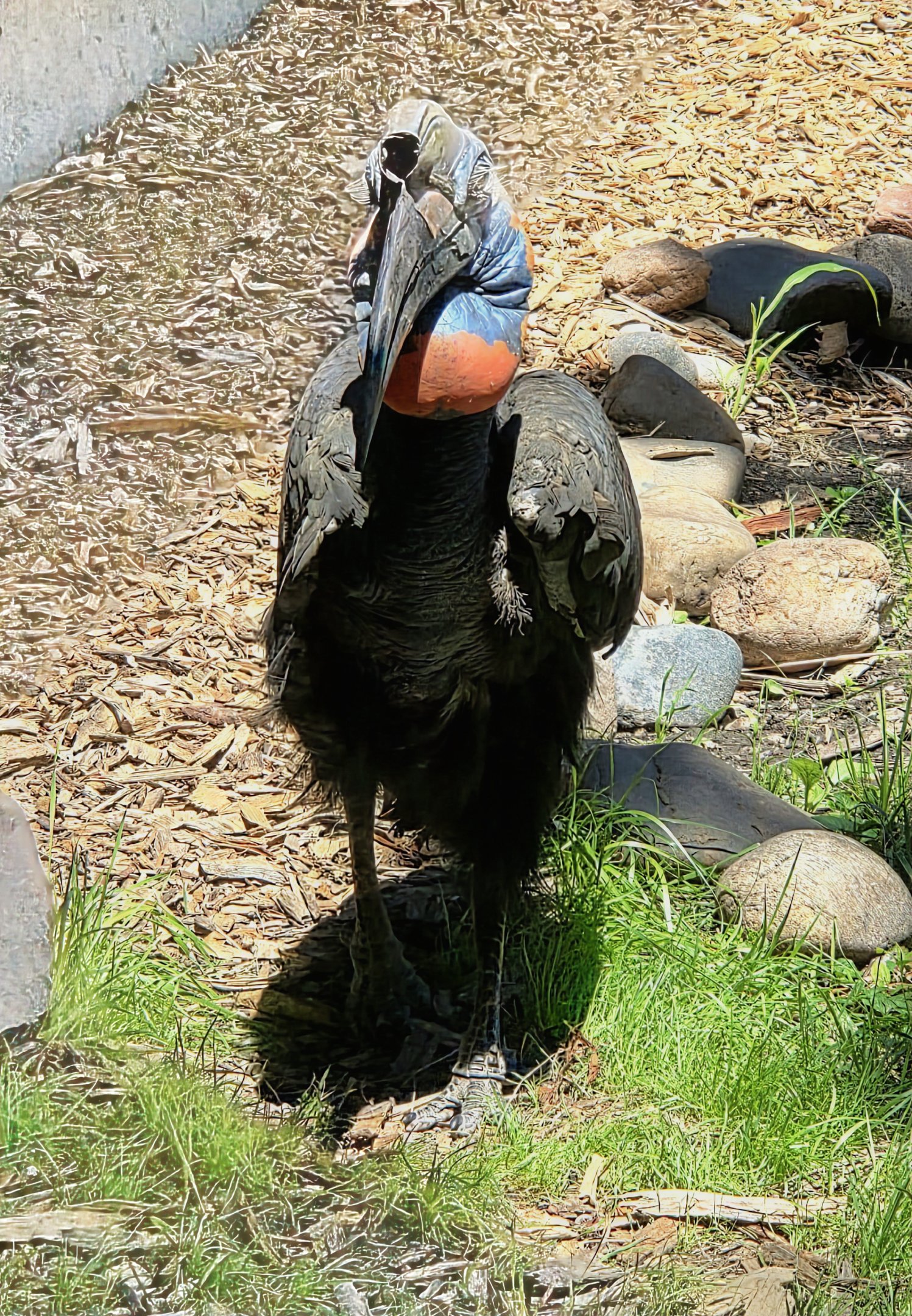 Abyssinian Ground Hornbill-Omaha's Henry Doorly Zoo