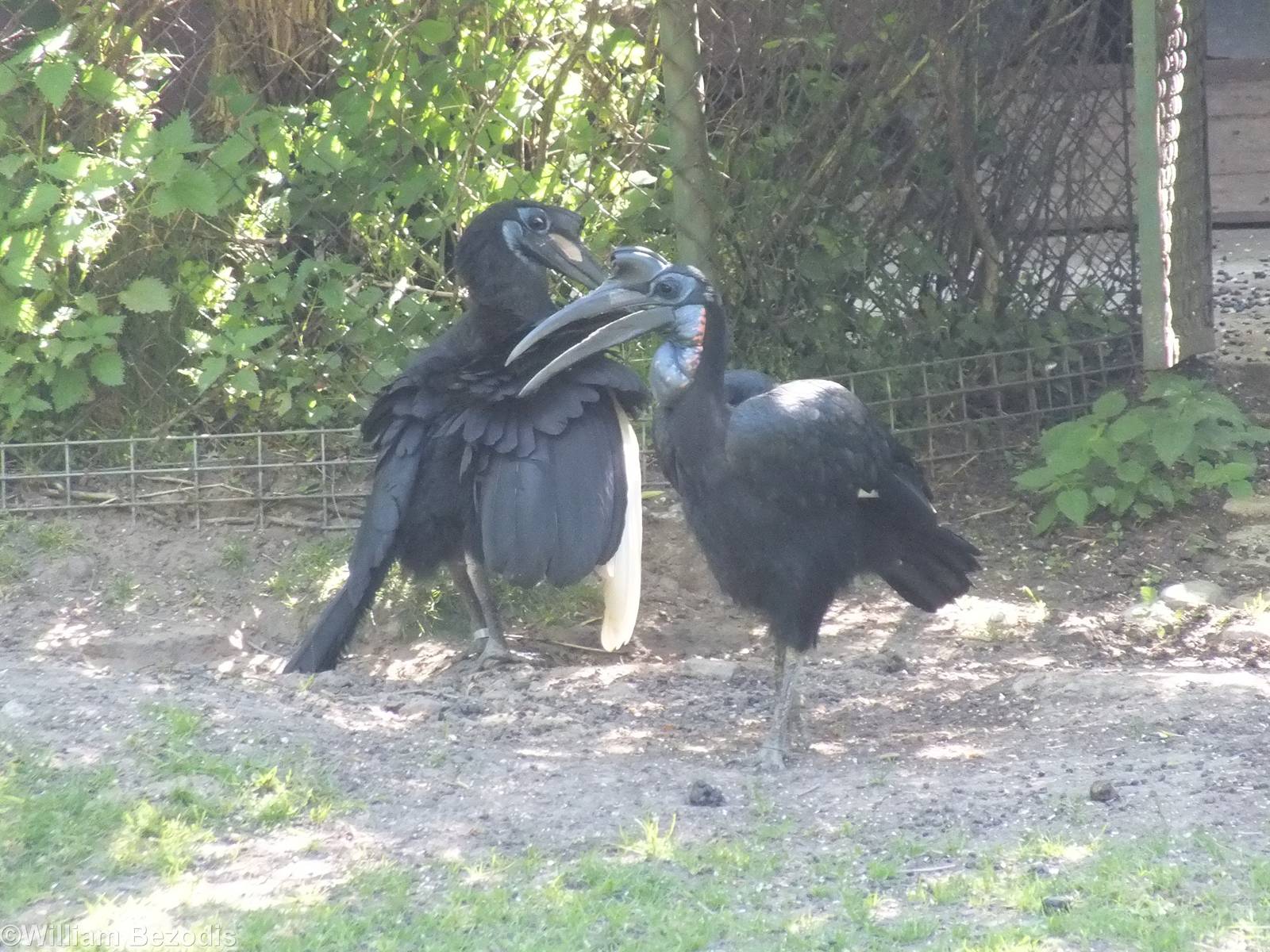 Abyssinian Ground Hornbill Pair