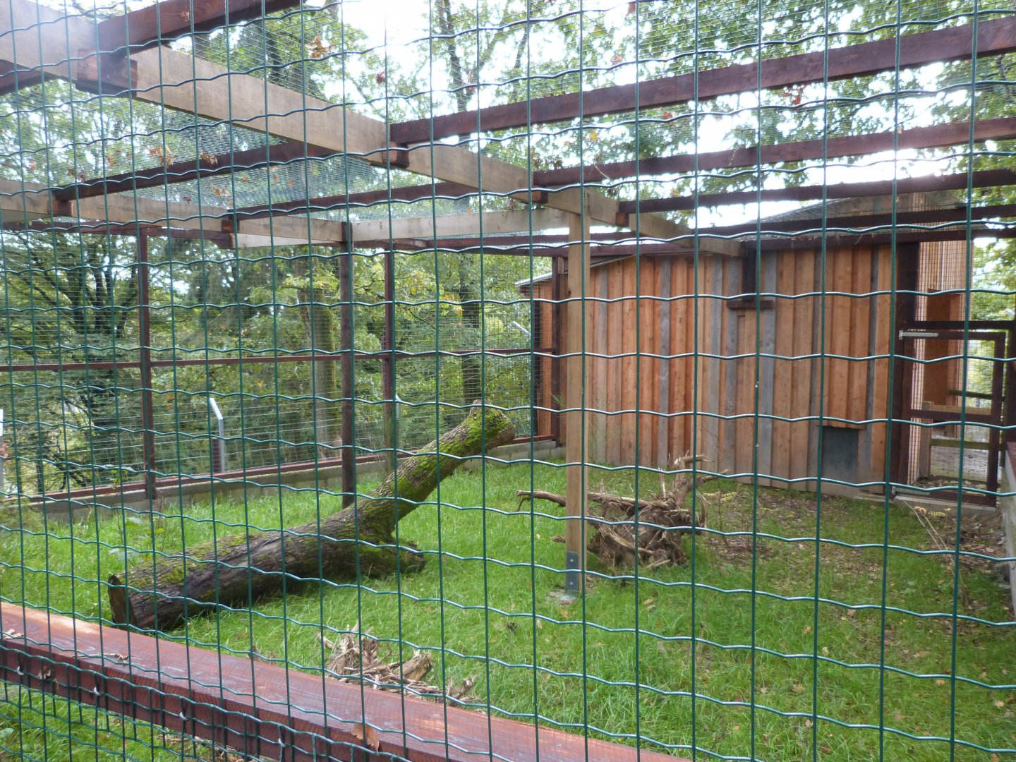 Abyssinian Ground Hornbill - Parc animalier de Bouillon