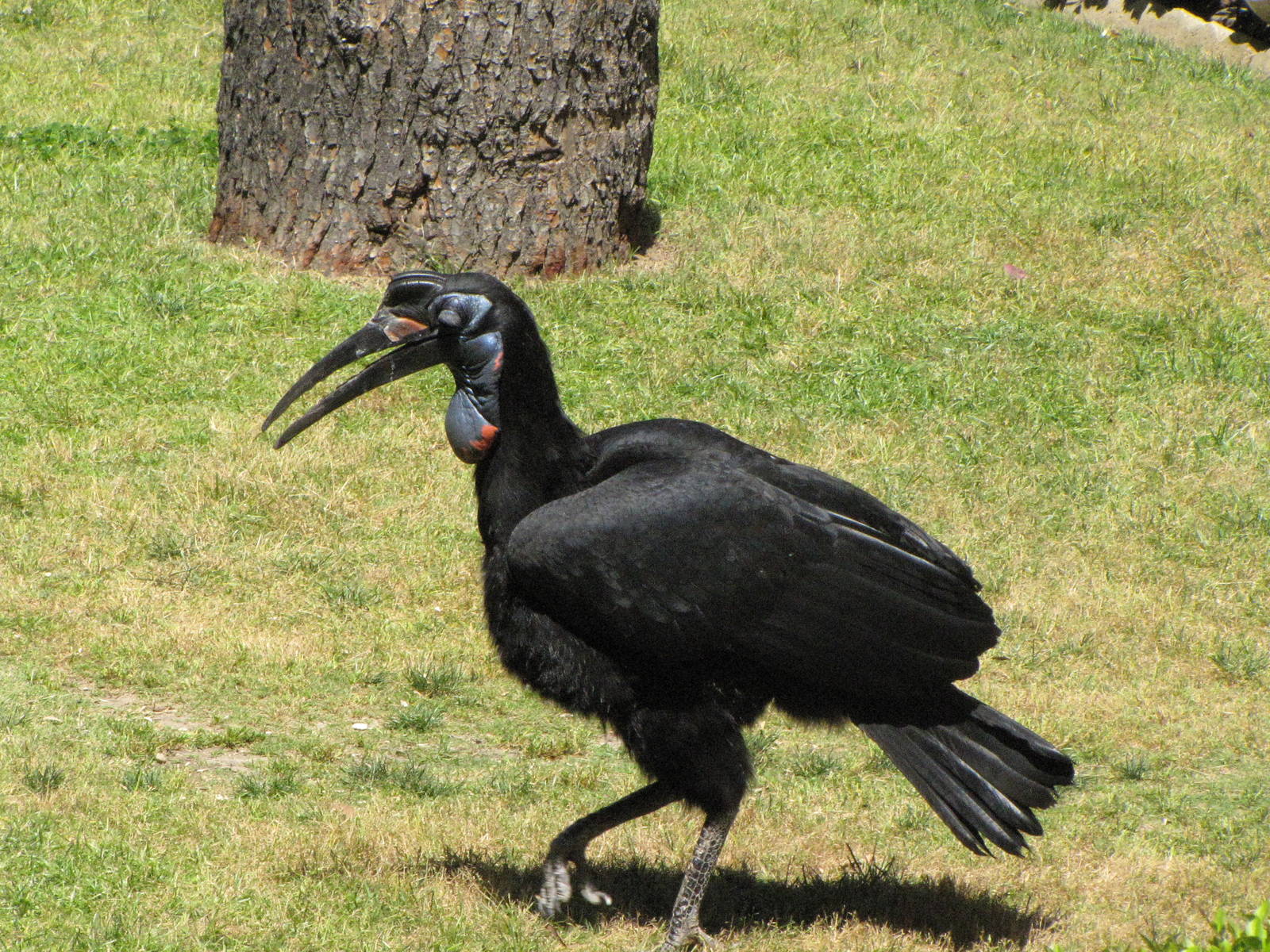 Abyssinian Ground Hornbill - World of Birds Show