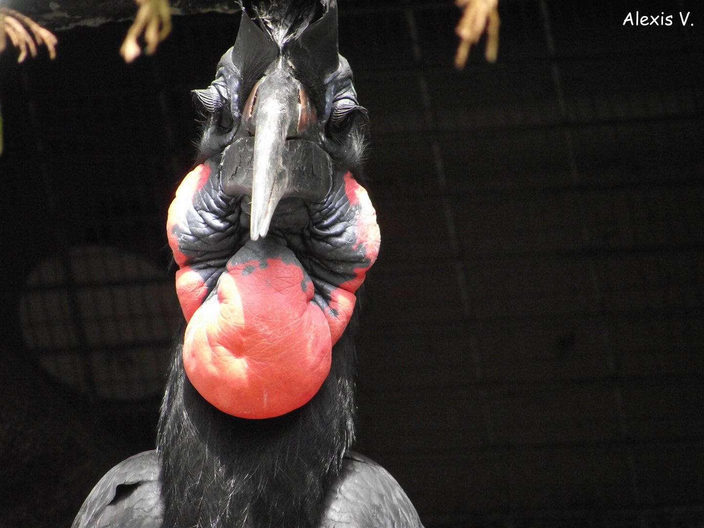 Abyssinian Ground Hornbill - Zooparc de Beauval - 06/2014