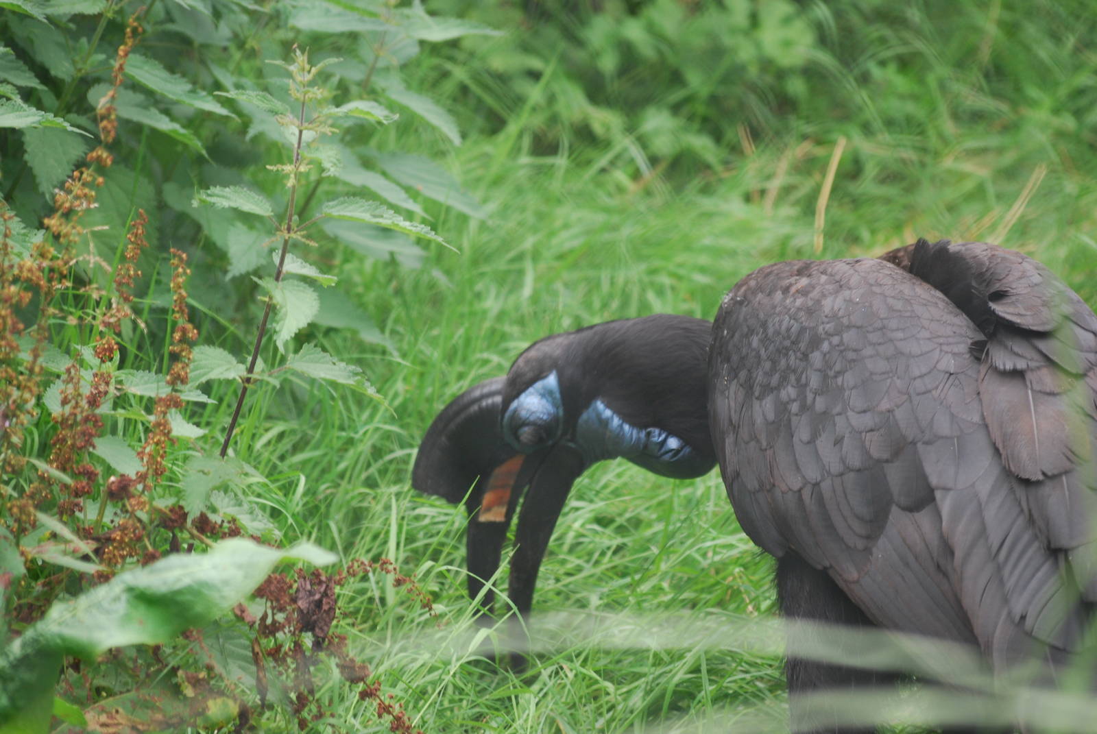 Abyssinian ground hornbill