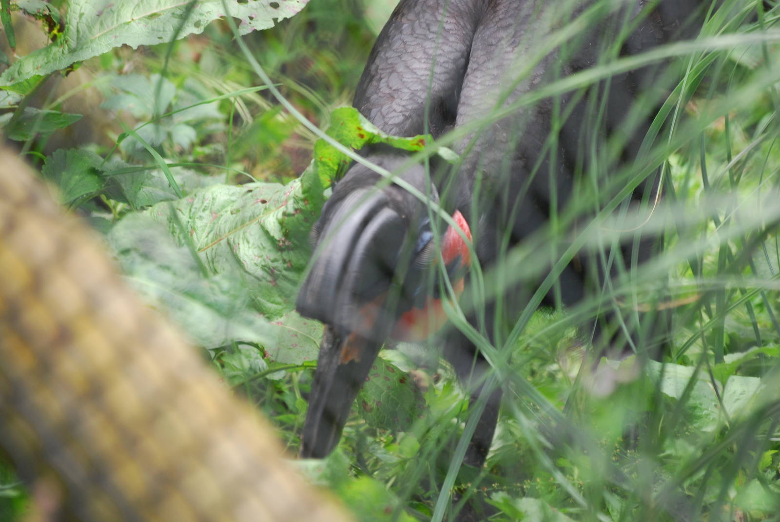 Abyssinian ground hornbill