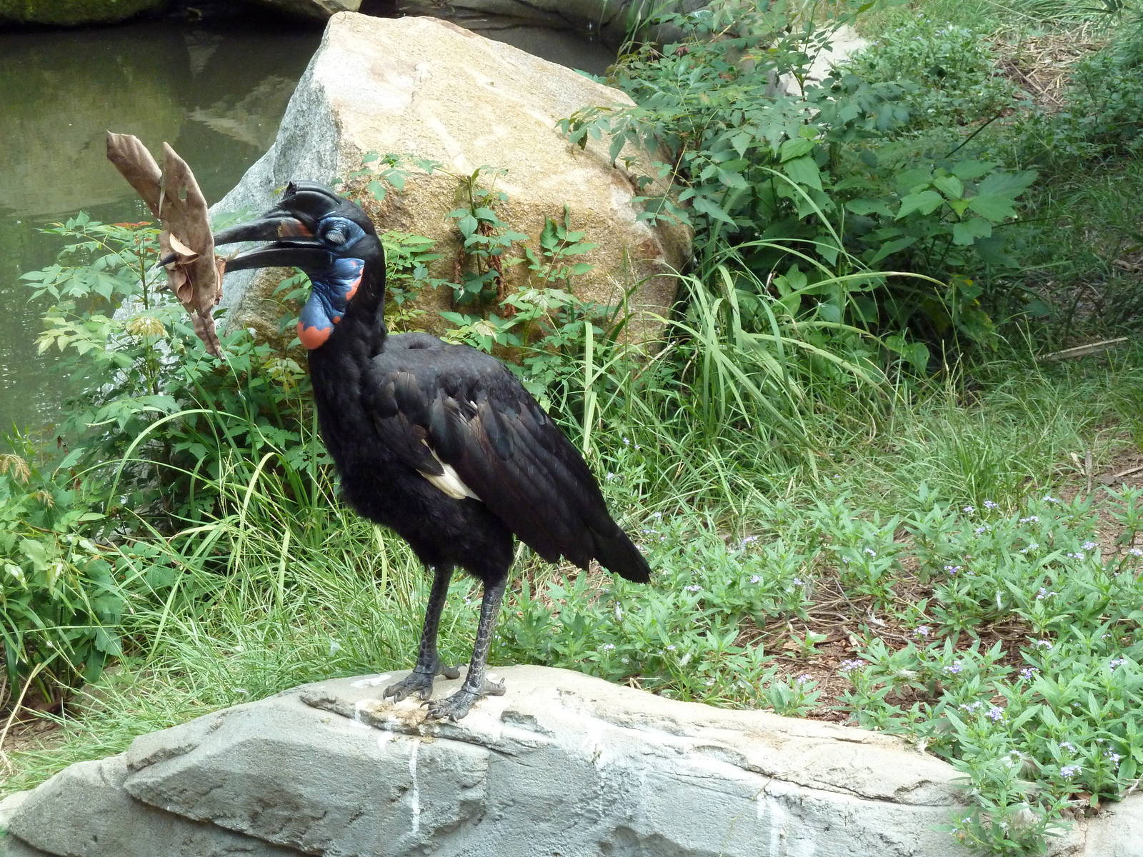 Abyssinian Ground Hornbill