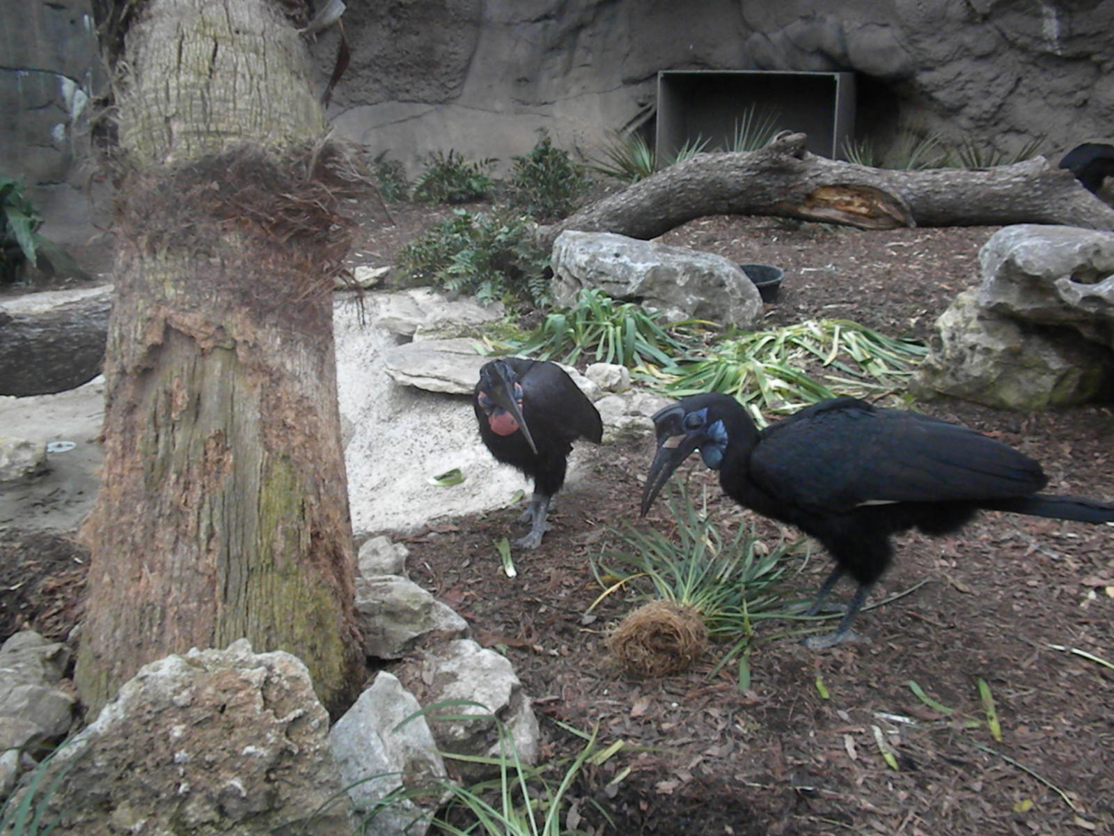 Abyssinian Ground Hornbill
