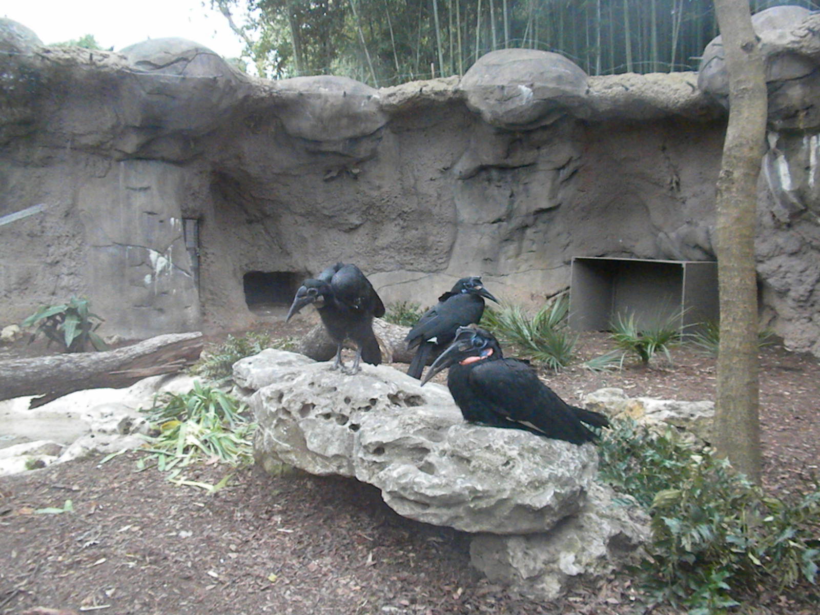 Abyssinian Ground Hornbill