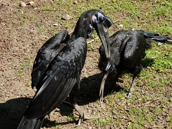Abyssinian Ground Hornbill