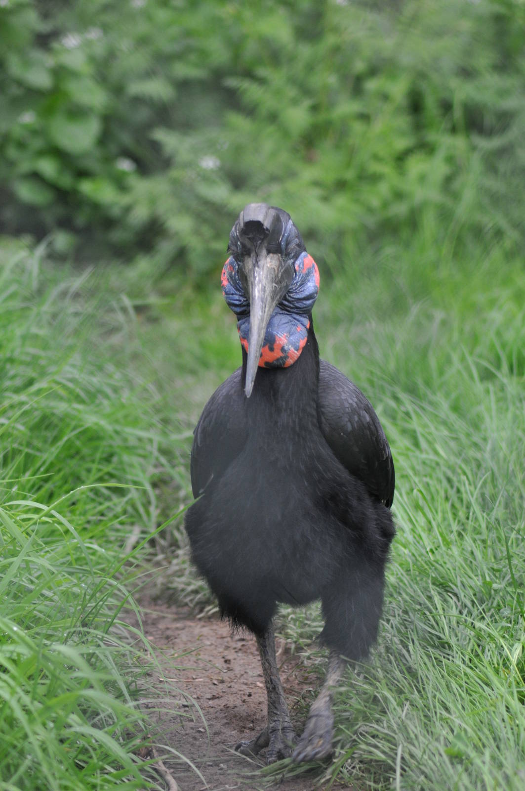 Abyssinian Ground Hornbill