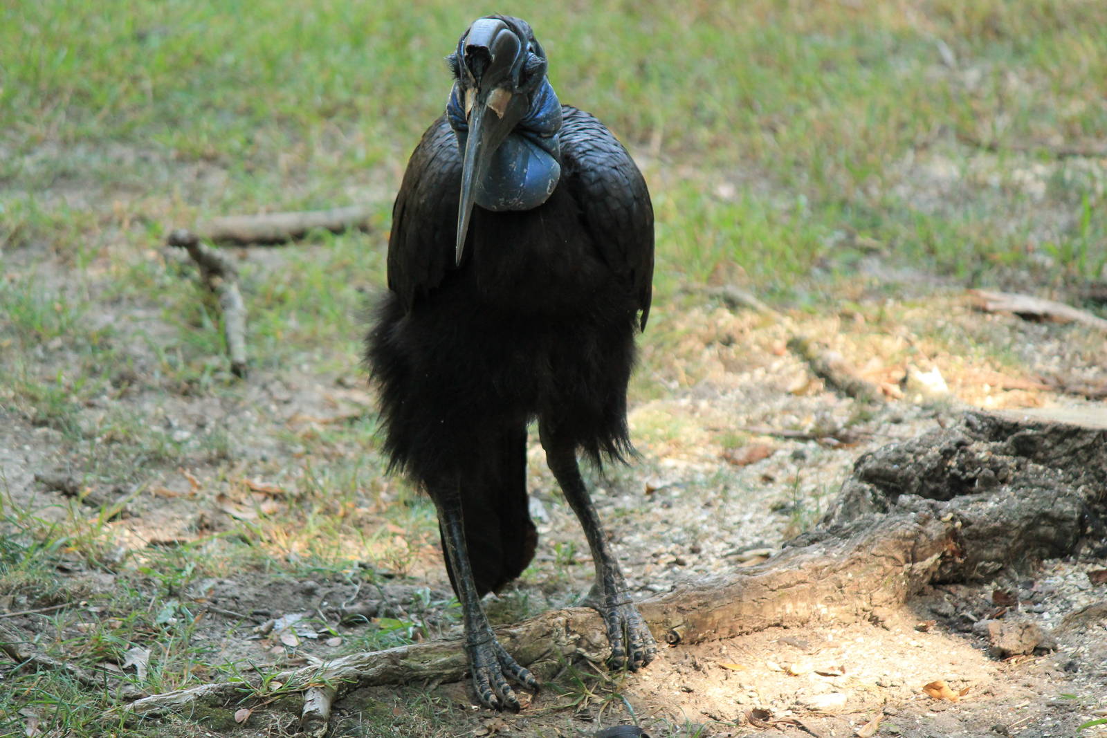 Abyssinian Ground Hornbill