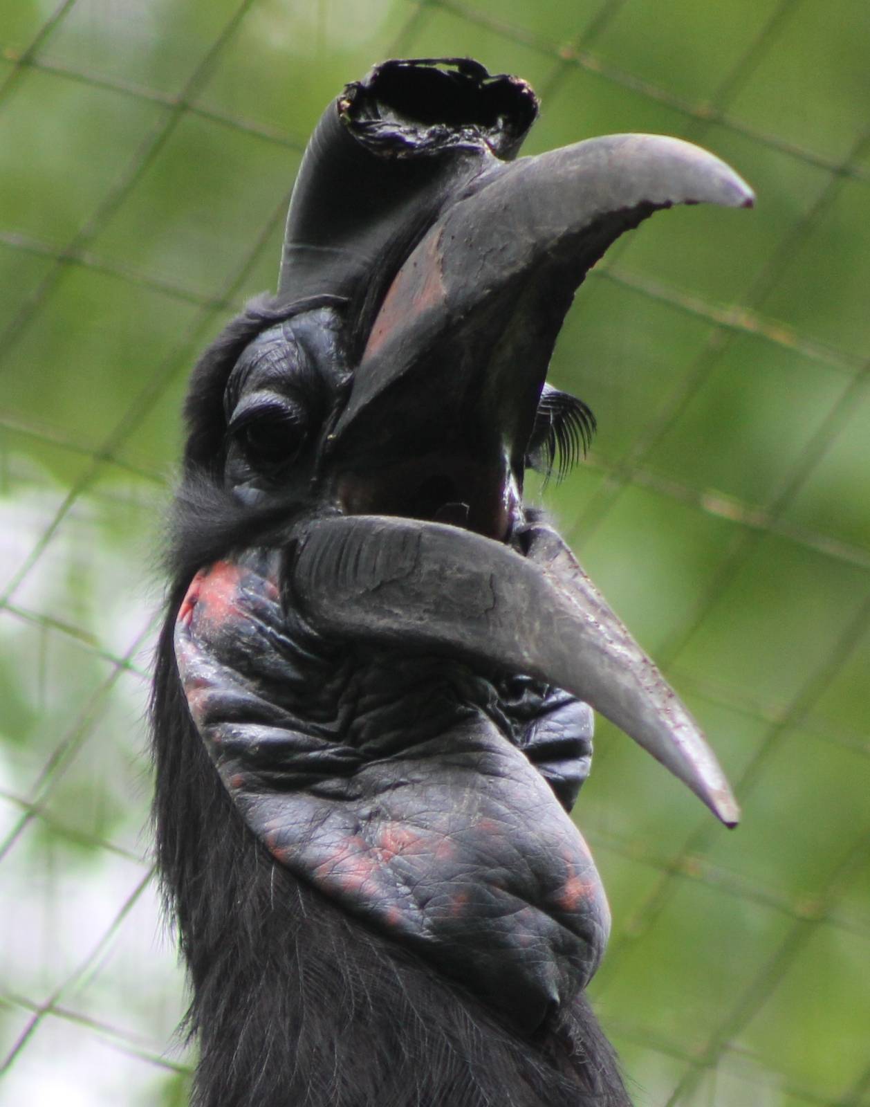 Abyssinian Ground-hornbill
