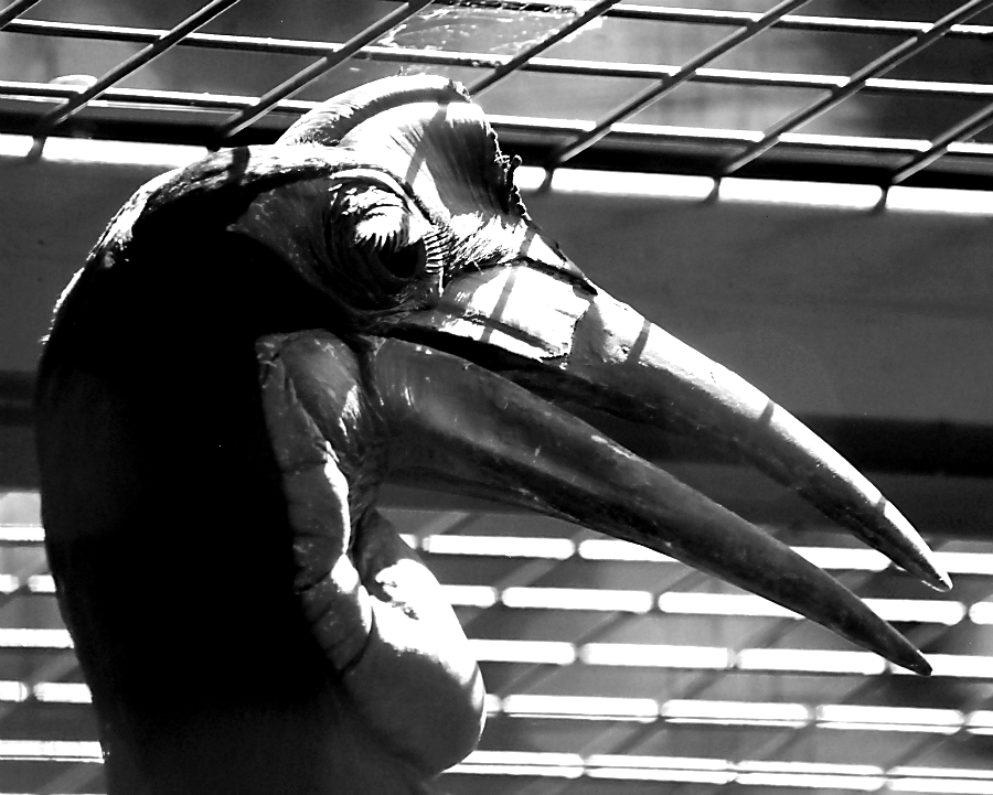 Abyssinian Ground Hornbill