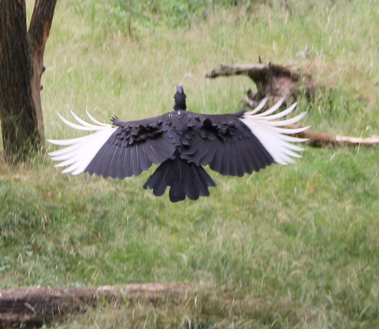 Abyssinian ground hornbill
