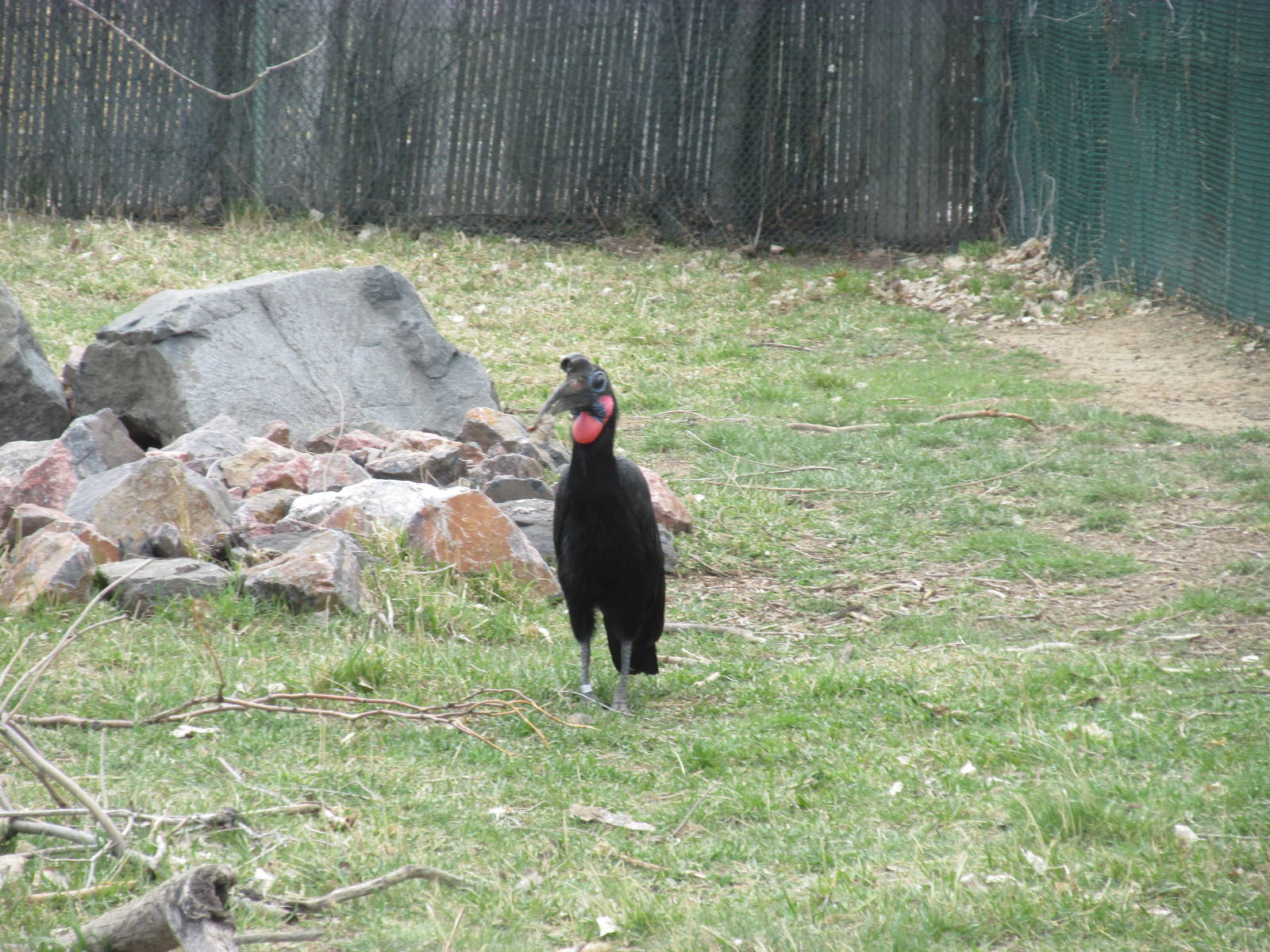 Abyssinian Ground Hornbill