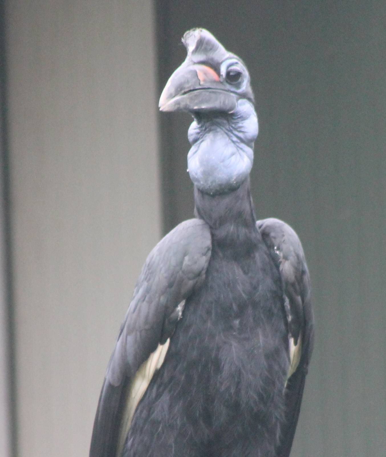 Abyssinian ground hornbill