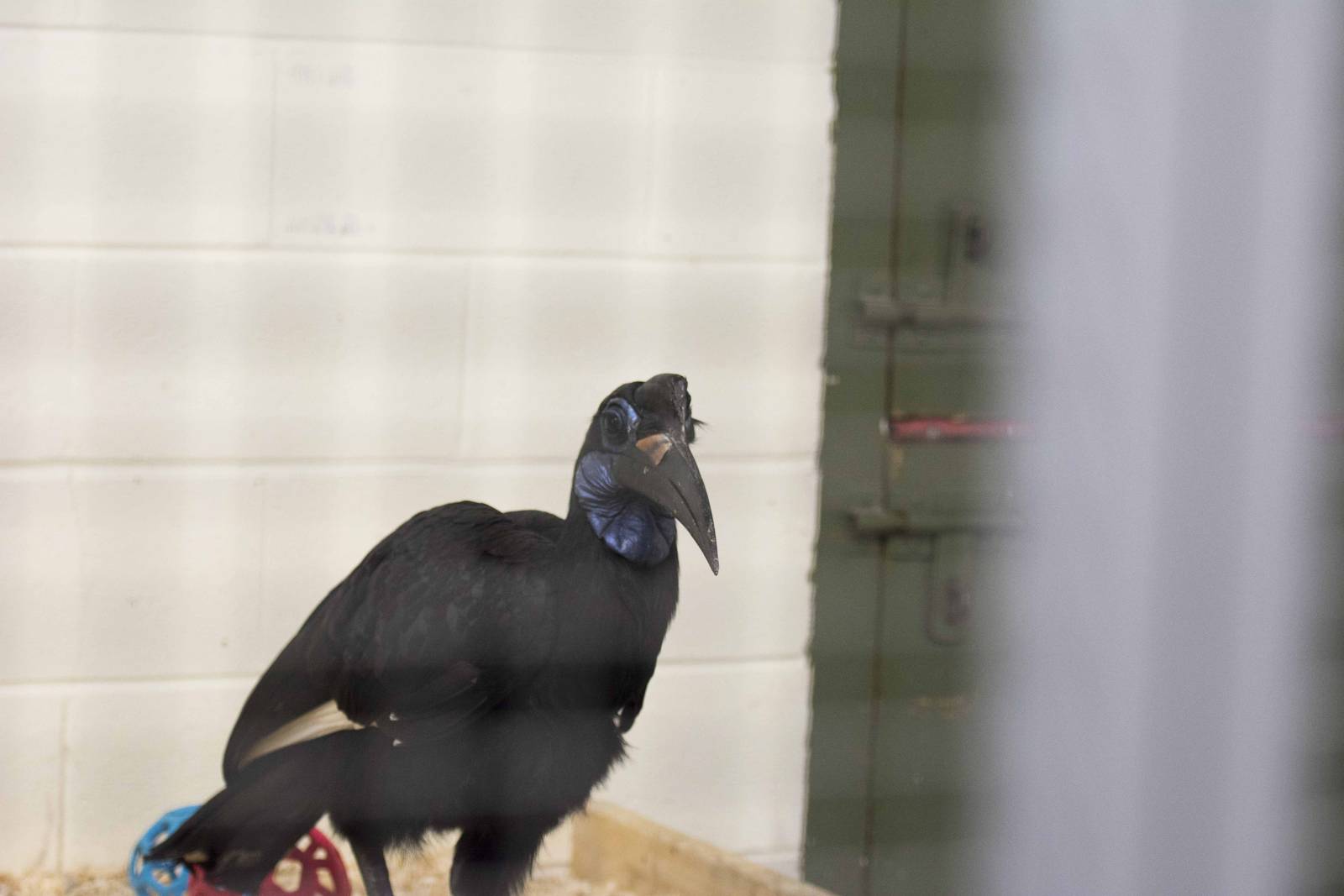 Abyssinian Ground Hornbill