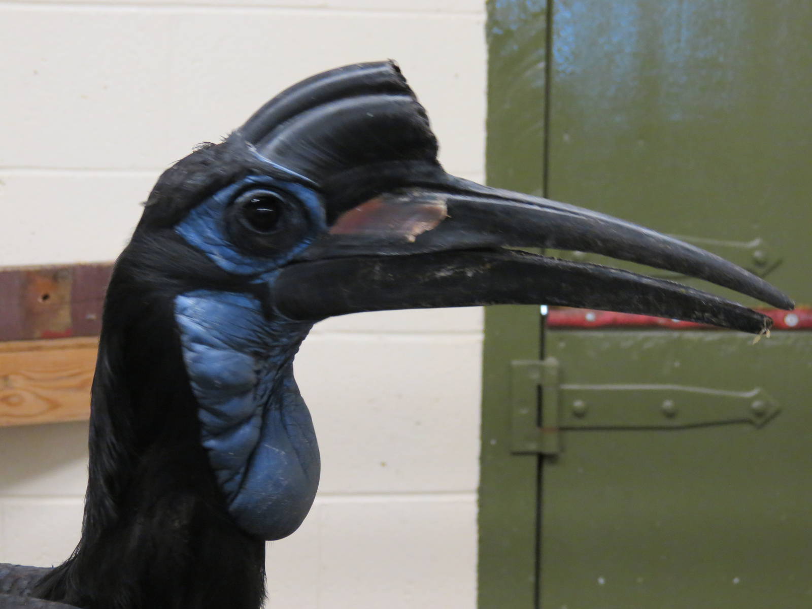 Abyssinian Ground Hornbill