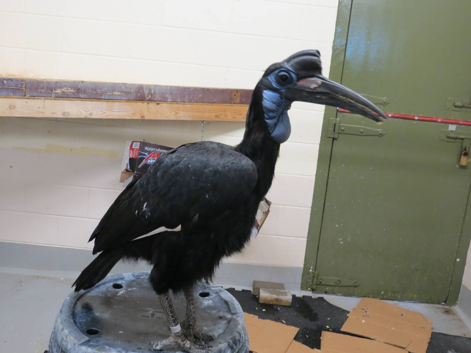 Abyssinian Ground Hornbill