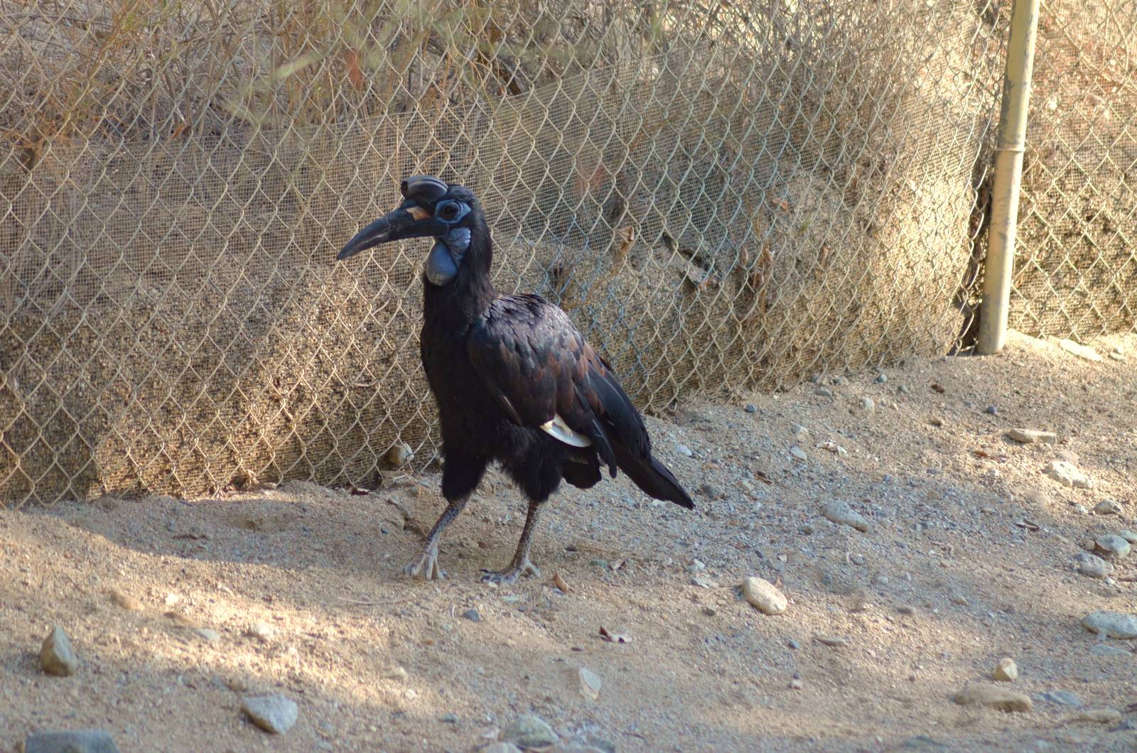 Abyssinian Ground Hornbill