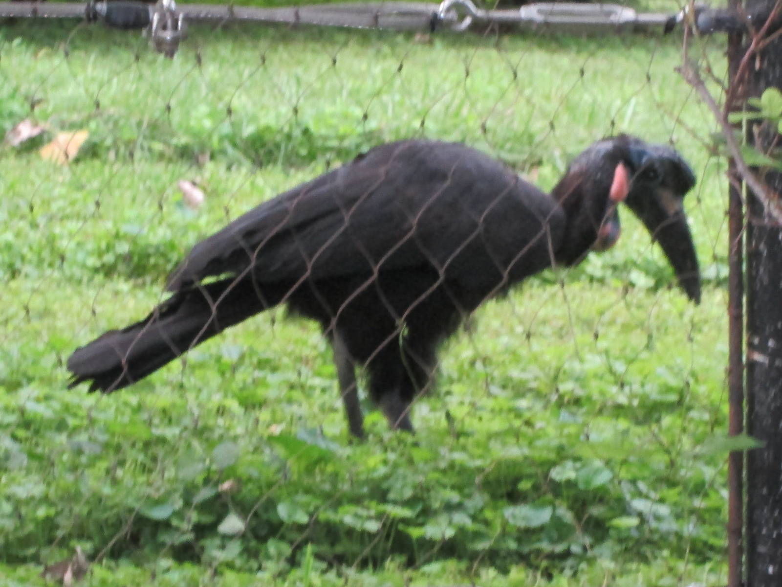 Abyssinian Ground Hornbill