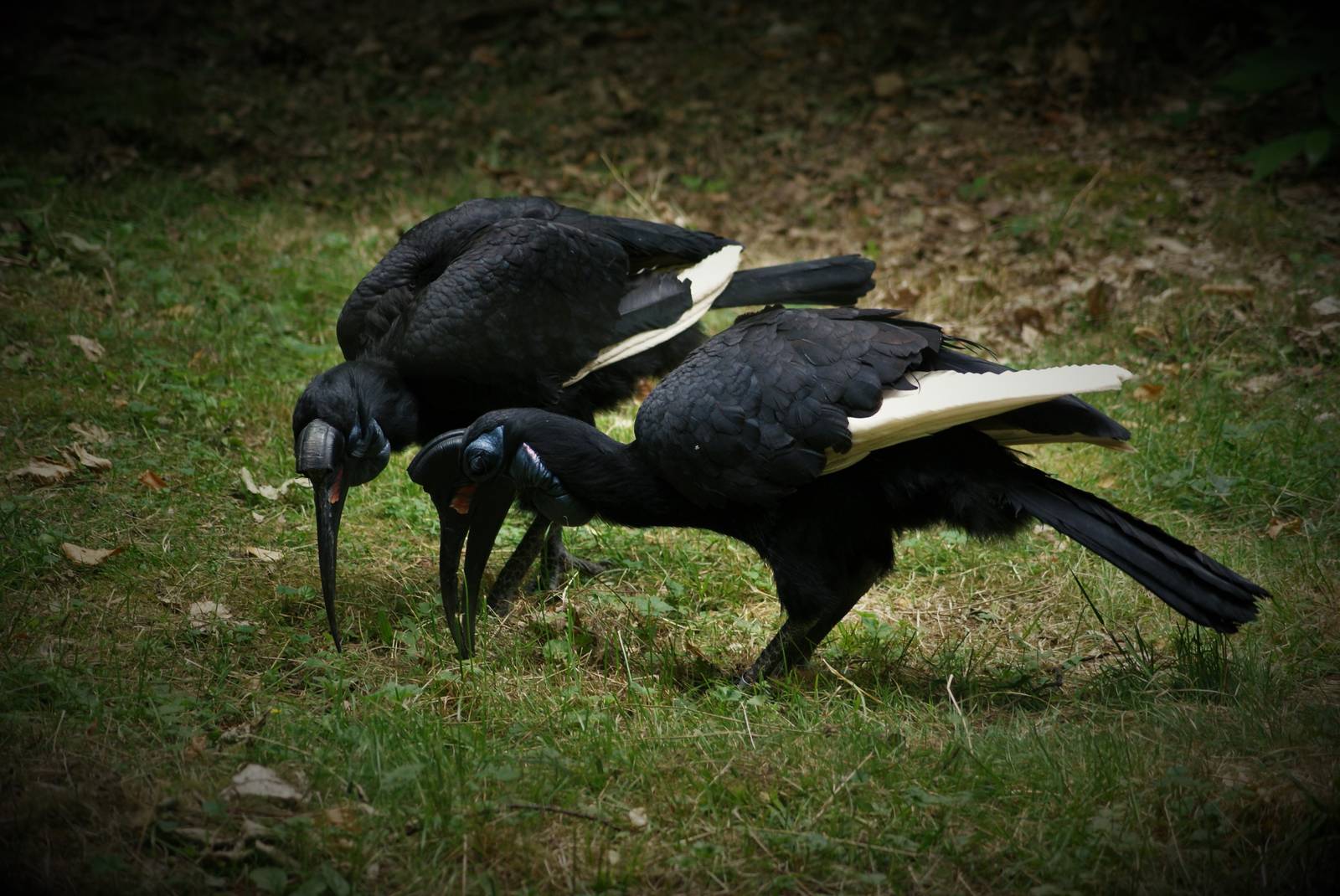 Abyssinian Ground Hornbill