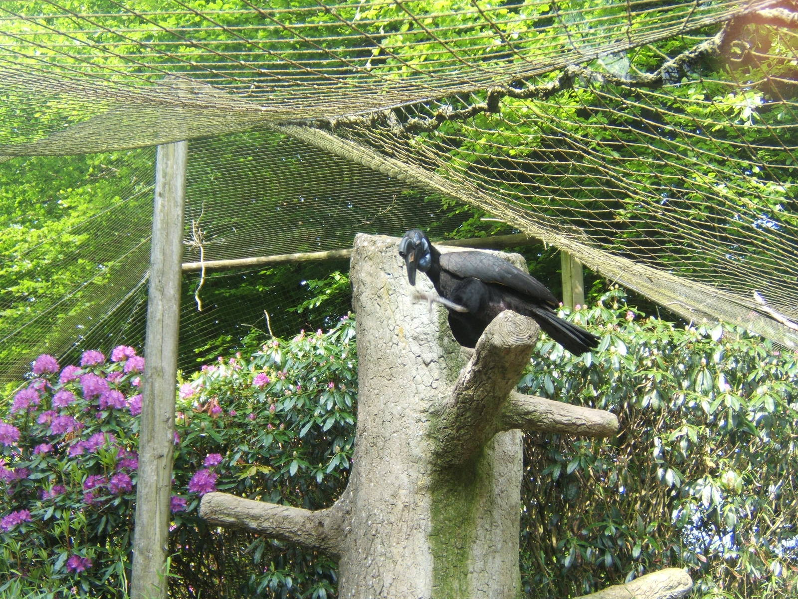 Abyssinian Ground Hornbill