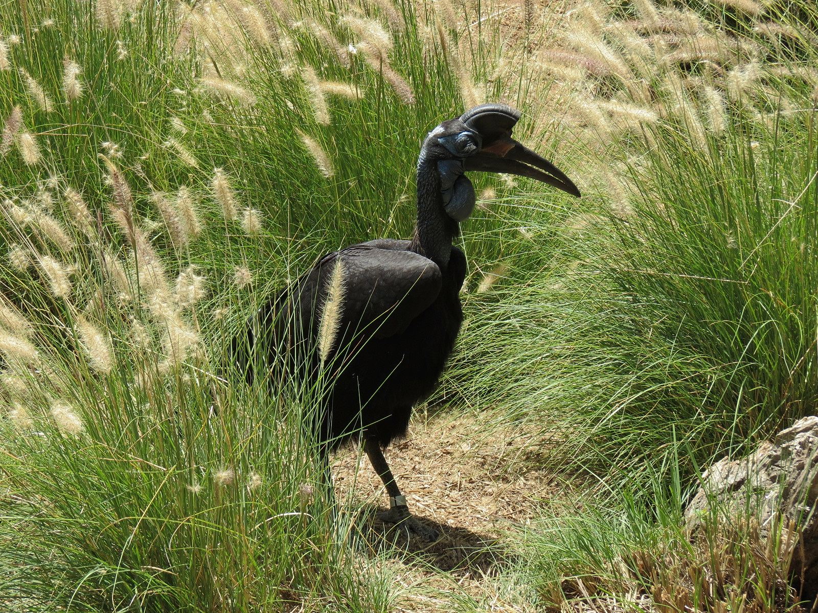 Abyssinian Ground Hornbill