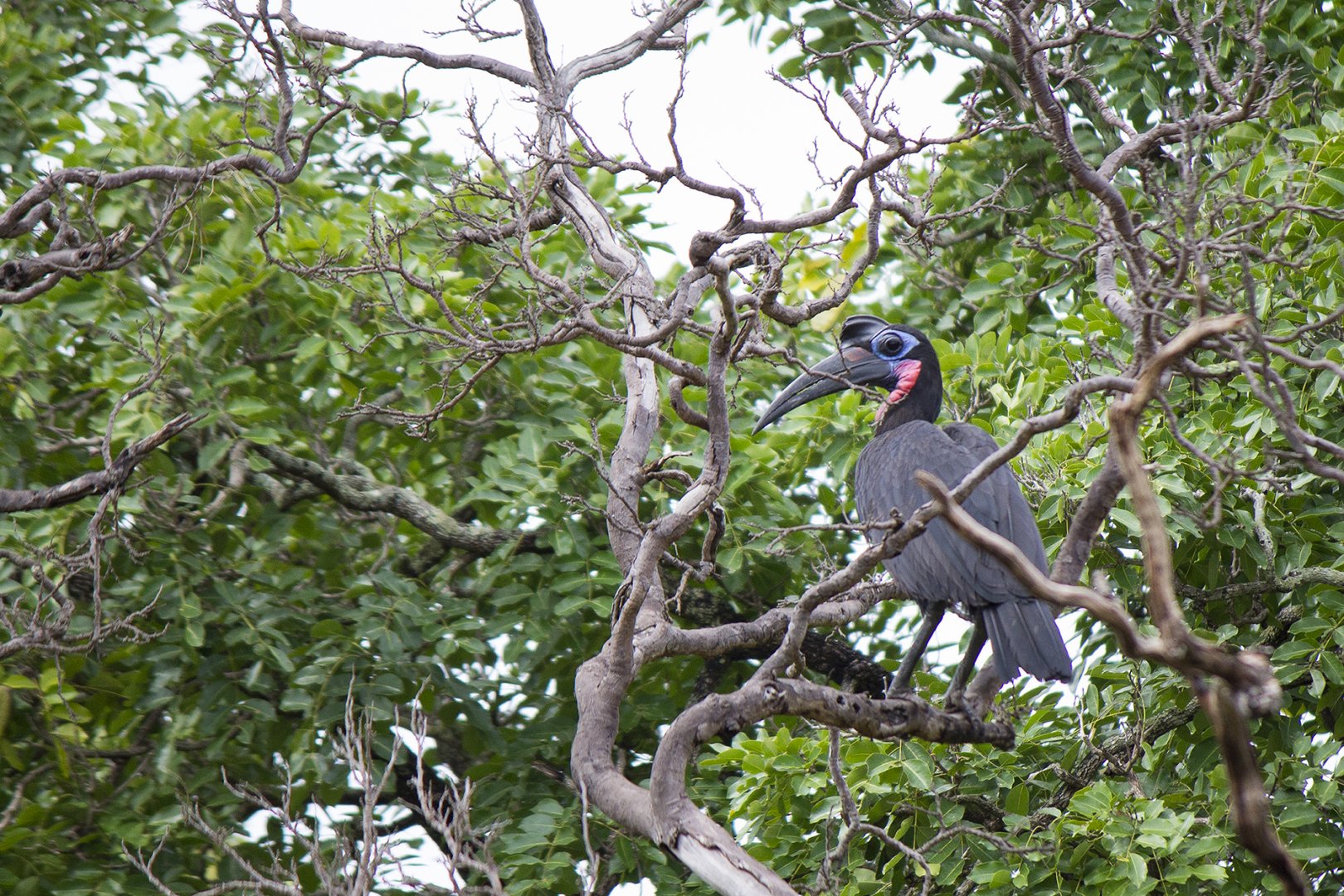 Abyssinian ground hornbill