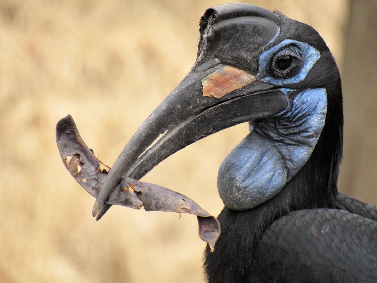 Abyssinian Ground Hornbill