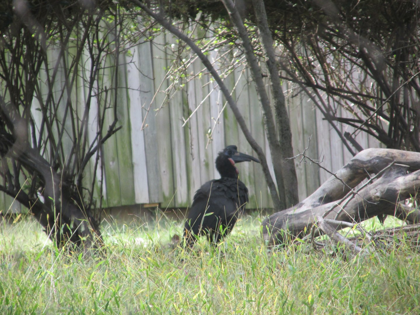 abyssinian ground hornbill