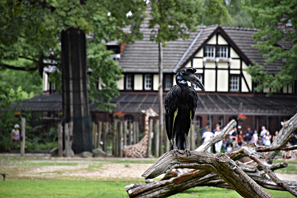 Abyssinian ground hornbill
