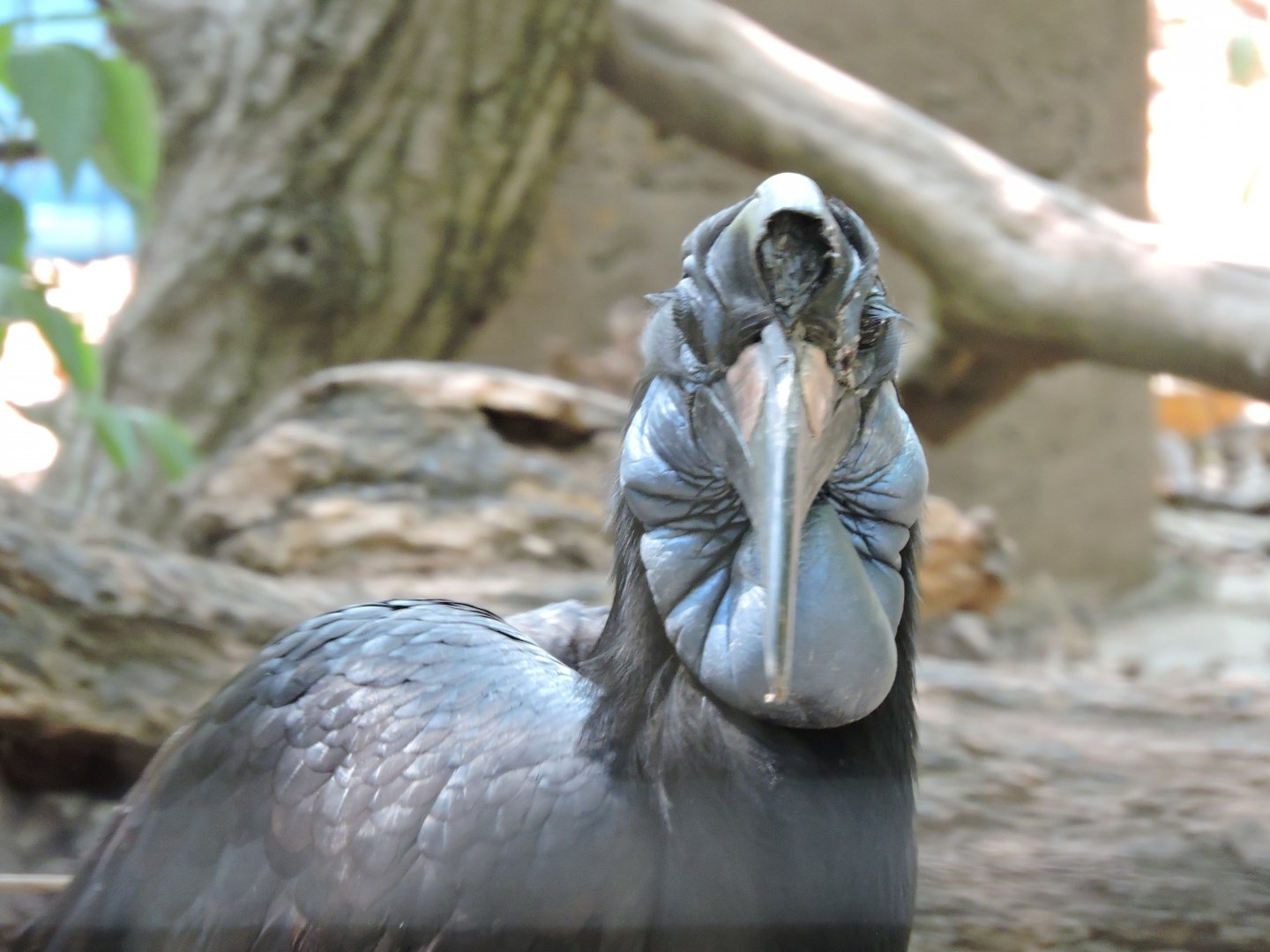Abyssinian Ground Hornbill