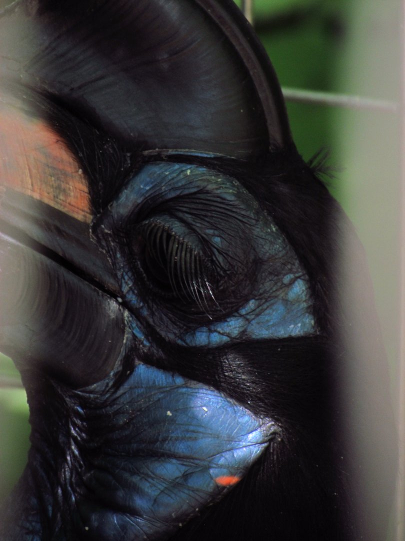 Abyssinian ground hornbill