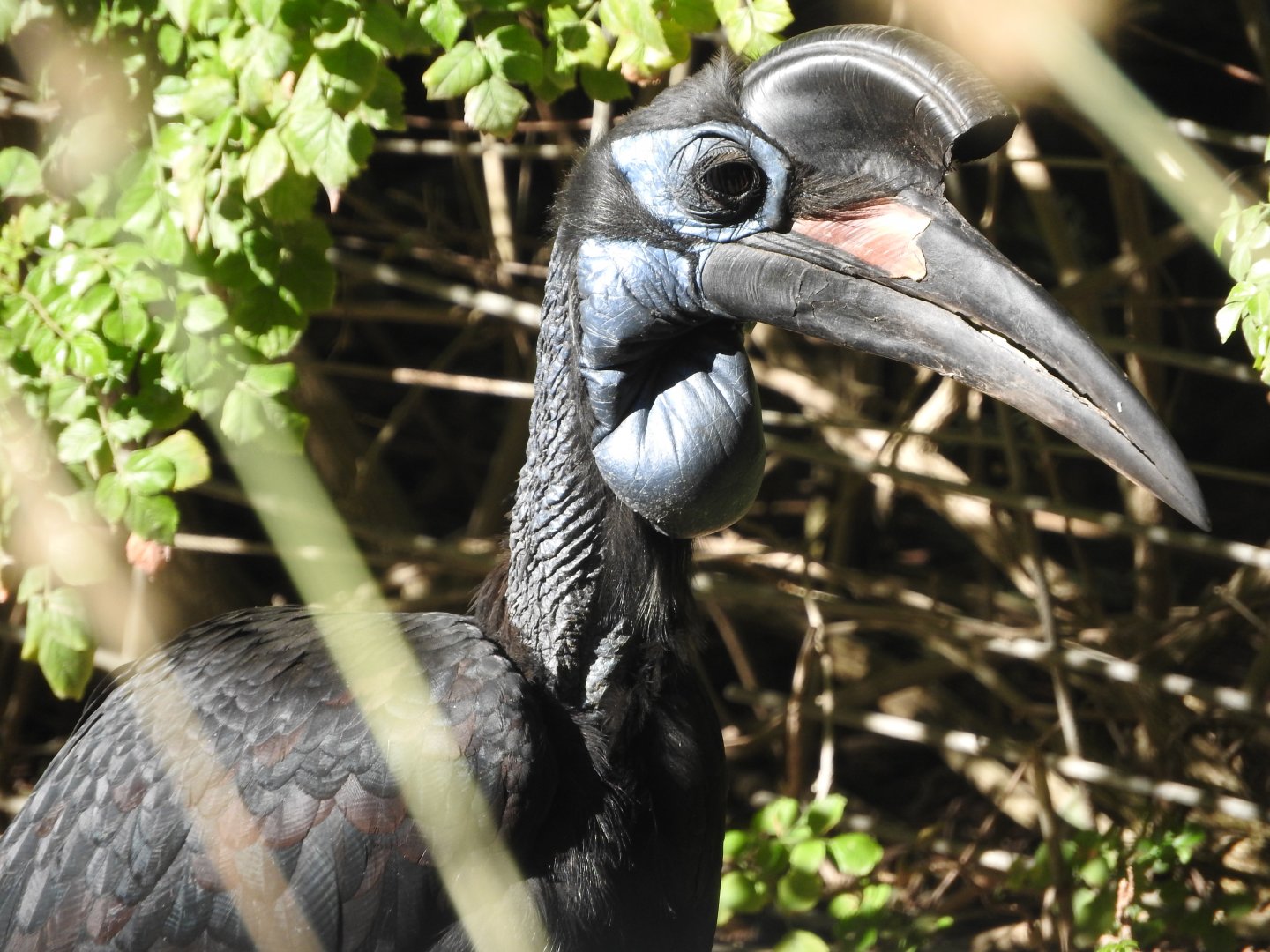 Abyssinian Ground Hornbill
