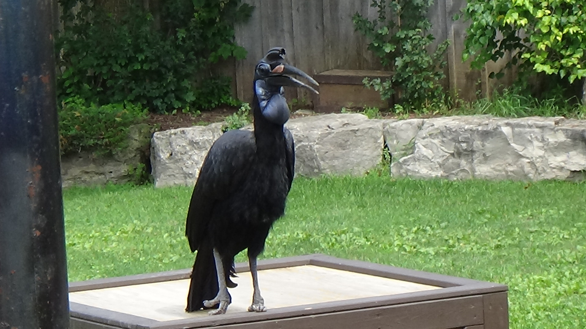 Abyssinian ground hornbill