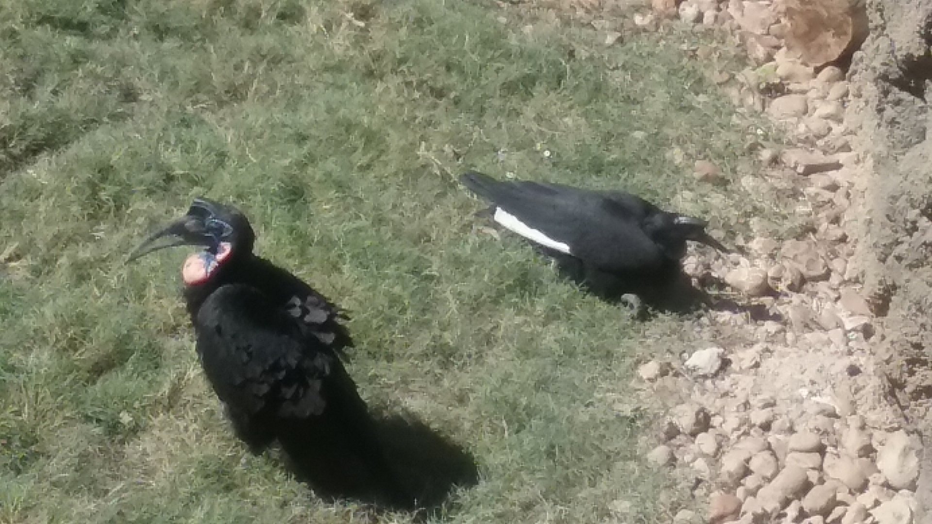 Abyssinian ground hornbill