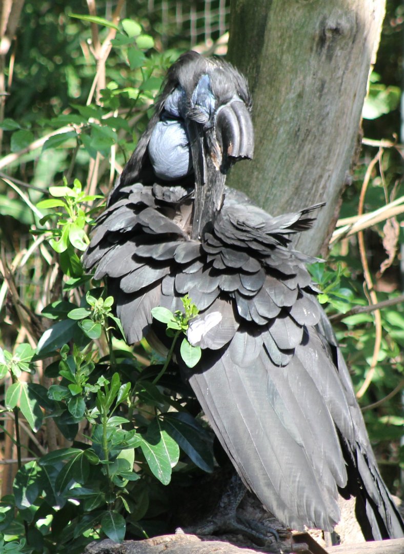 Abyssinian ground hornbill