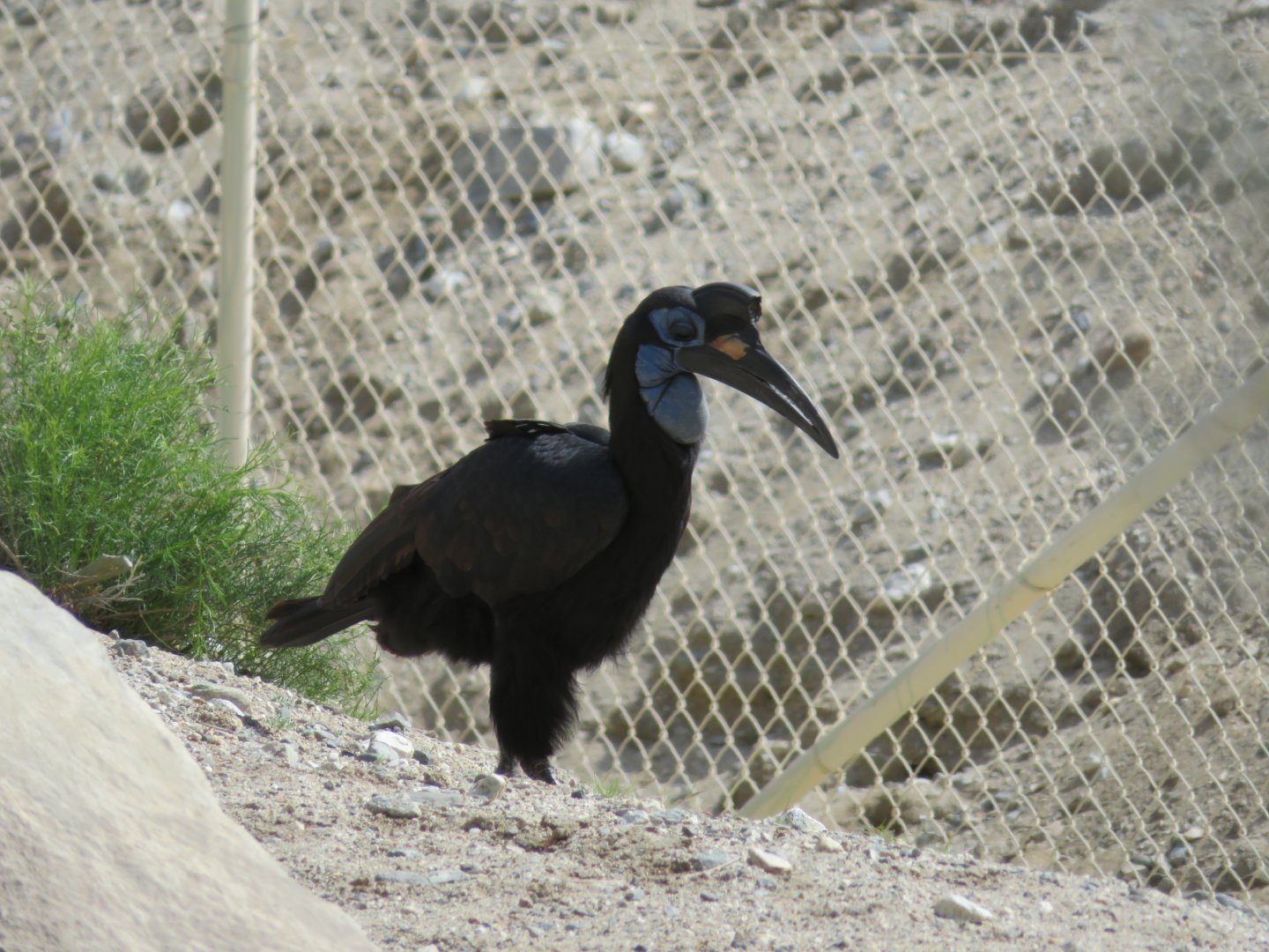Abyssinian Ground Hornbill