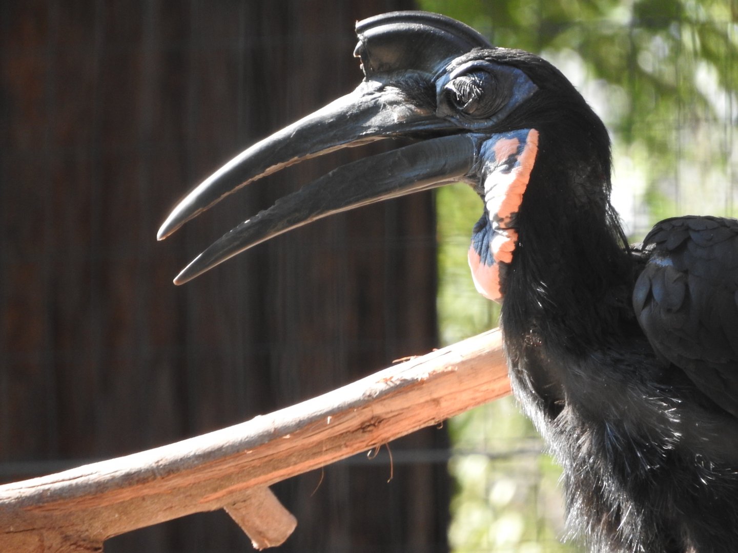 Abyssinian Ground Hornbill